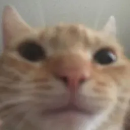 Avatar de catJAM