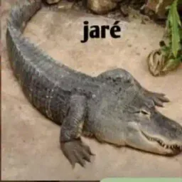 Avatar de jare_bot
