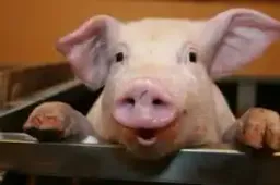 Avatar de Ritatita