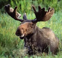 Avatar de RookieMoose