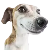 Avatar de Suburbanno