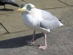 Avatar de Wujtah