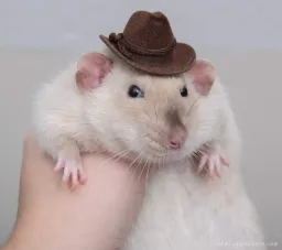 Avatar de SinbKa