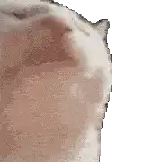 Avatar de laggron42